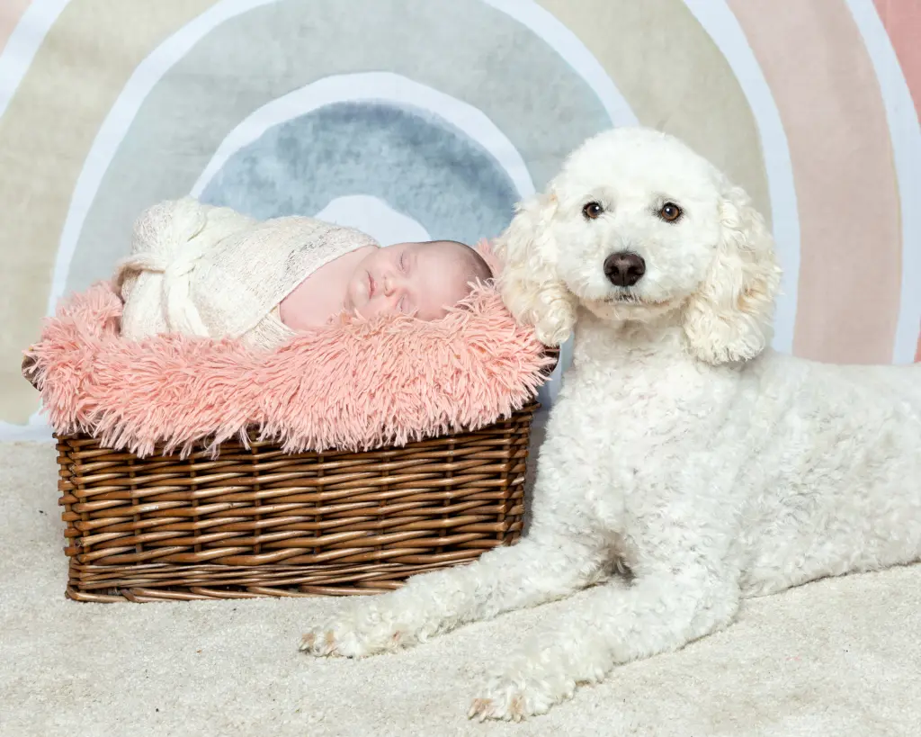 A newborn sleeping in a basket posing with a white dog