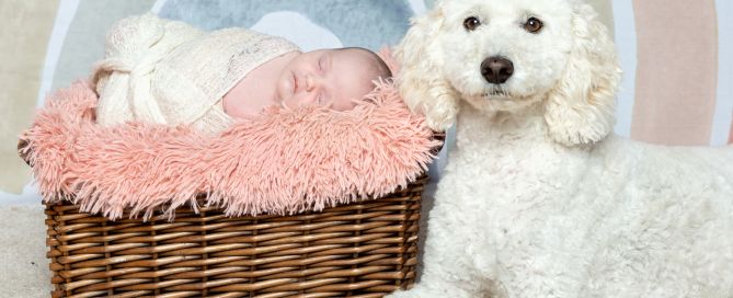 A newborn sleeping in a basket posing with a white dog