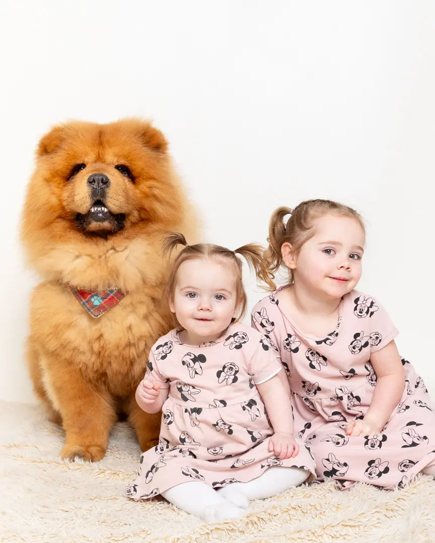 A Chow dog poses with his sisters at a professional photo shoot