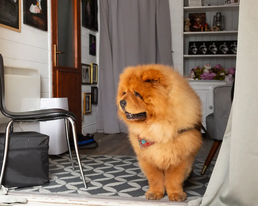 Behind the scenes shot of a Chow dog standing and watching a cake smash