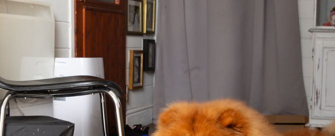 Behind the scenes shot of a Chow dog watching a cake smash