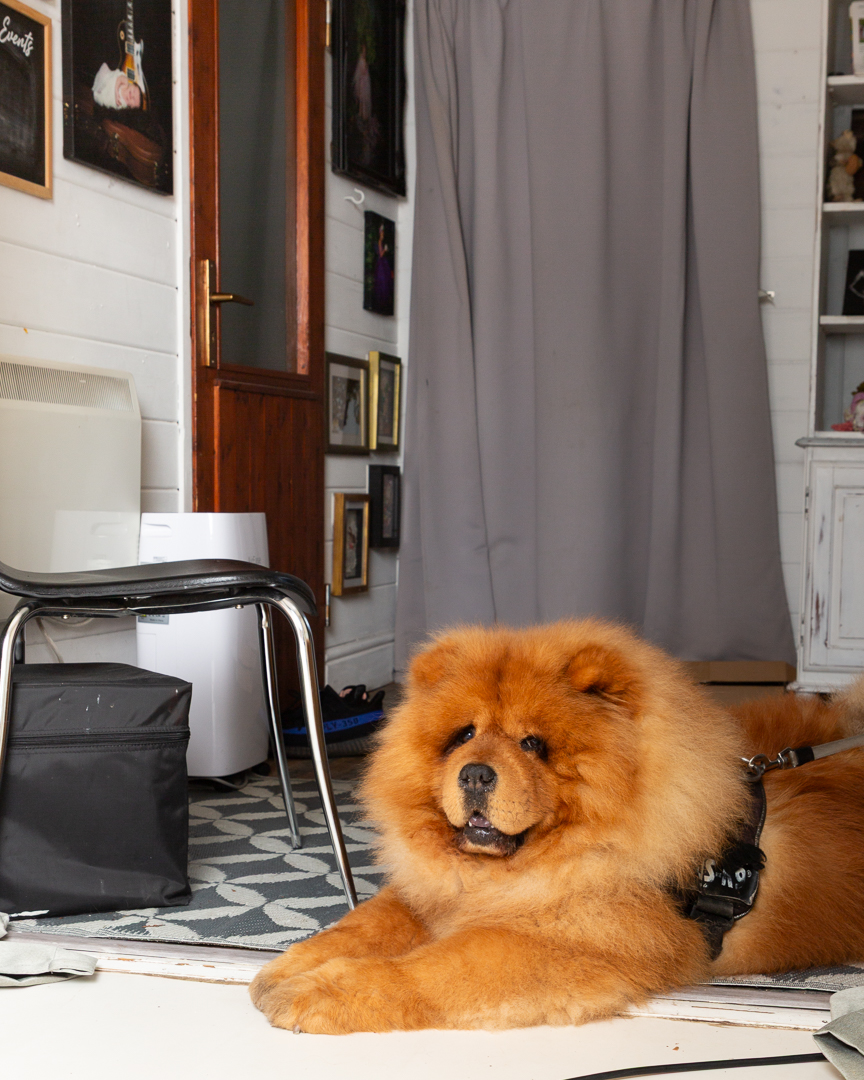 Behind the scenes shot of a Chow dog watching a cake smash