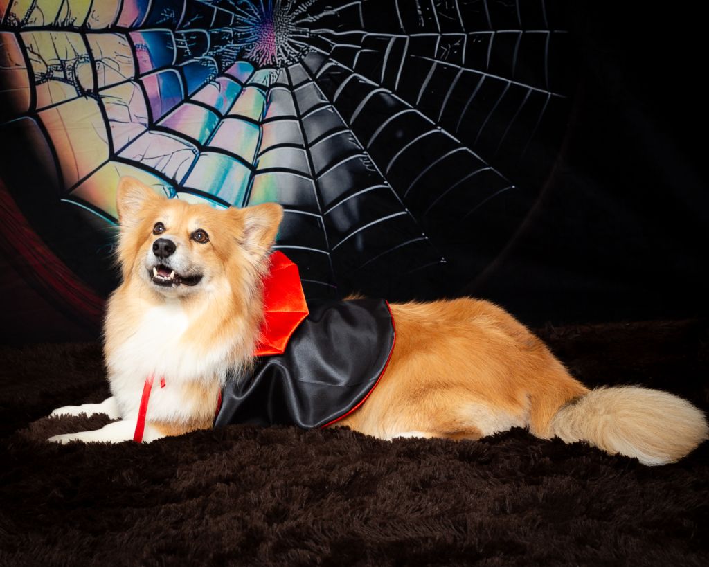 Dog Photography West Sussex Studio A fluffy corgi poses in a vampire cape
