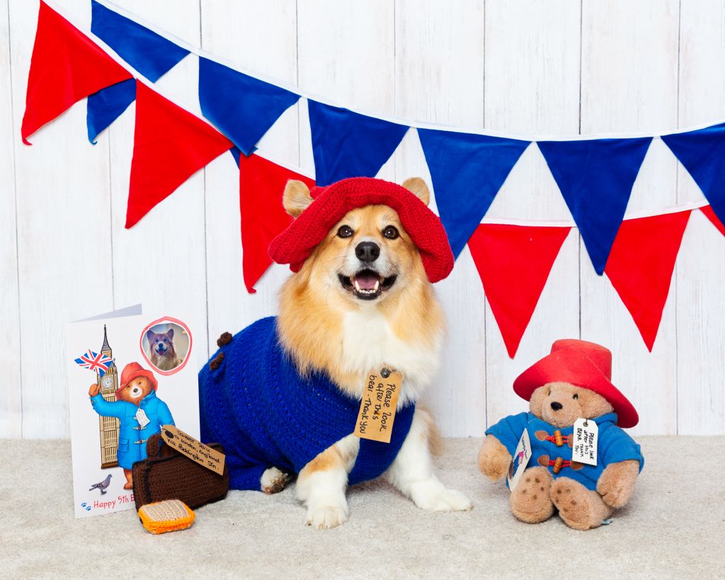 Paddington bear themed dog photo shoot A fluffy Corgi dressed as Paddington bear for a photo shoot