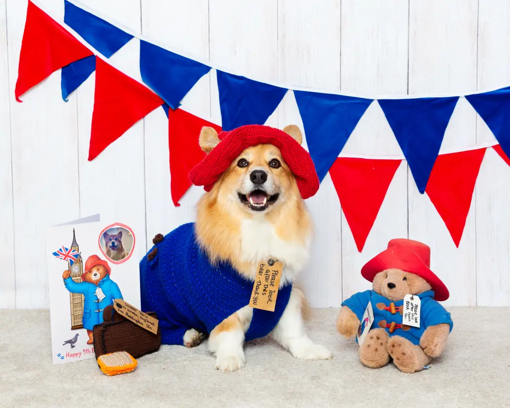A fluffy Corgi dressed as Paddington bear for a photo shoot