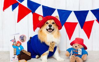 A fluffy Corgi dressed as Paddington bear for a photo shoot