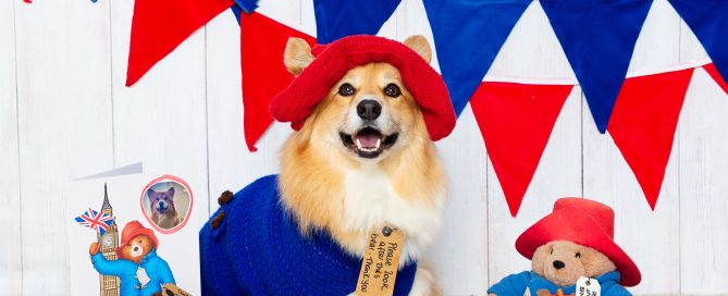 A fluffy Corgi dressed as Paddington bear for a photo shoot