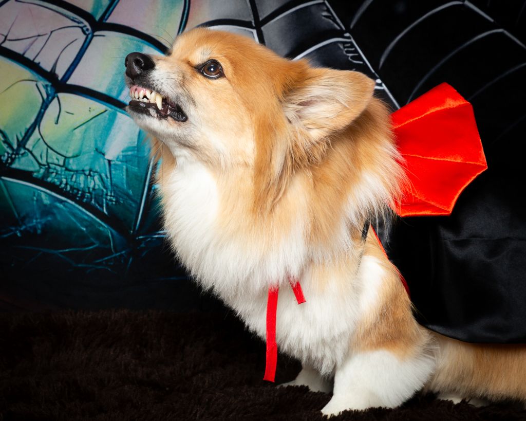 Dog Photography West Sussex Studio A fluffy corgi poses in a vampire cape while showing his fangs
