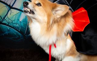 A fluffy corgi poses in a vampire cape while showing his fangs
