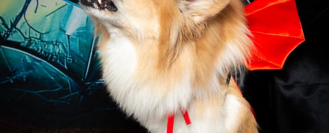 A fluffy corgi poses in a vampire cape while showing his fangs