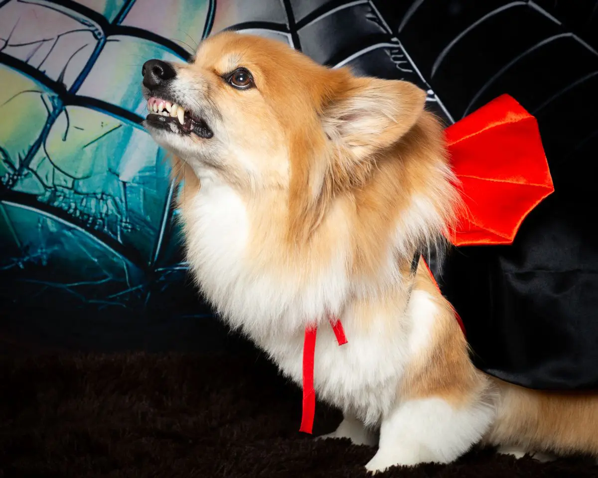 A fluffy corgi poses in a vampire cape while showing his fangs