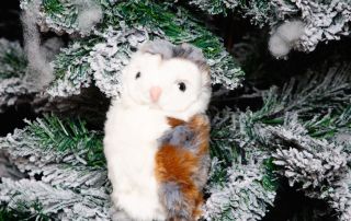 Clarence the Know it Owl