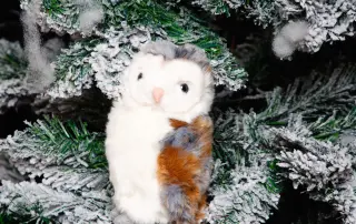 Clarence the Know it Owl