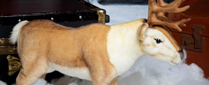 Lingonberry the reindeer