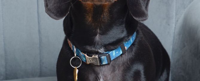 a black sausage dogs looks at the camera at a photo shoot