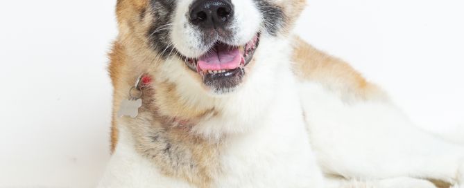 a senior American Akita at a photo shoot