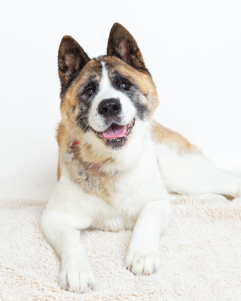 Dog Photography West Sussex Studio a senior American Akita at a photo shoot
