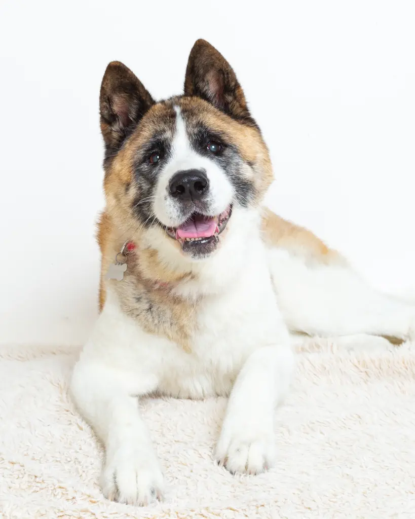 a senior American Akita at a photo shoot