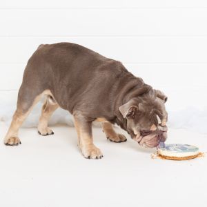A bulldog eating a cake