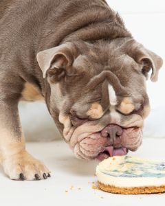 A bulldog eating a cake in close up