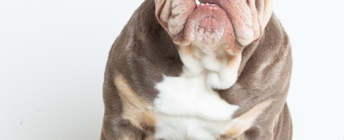 A bulldog sitting in a photographic studio on a footstool