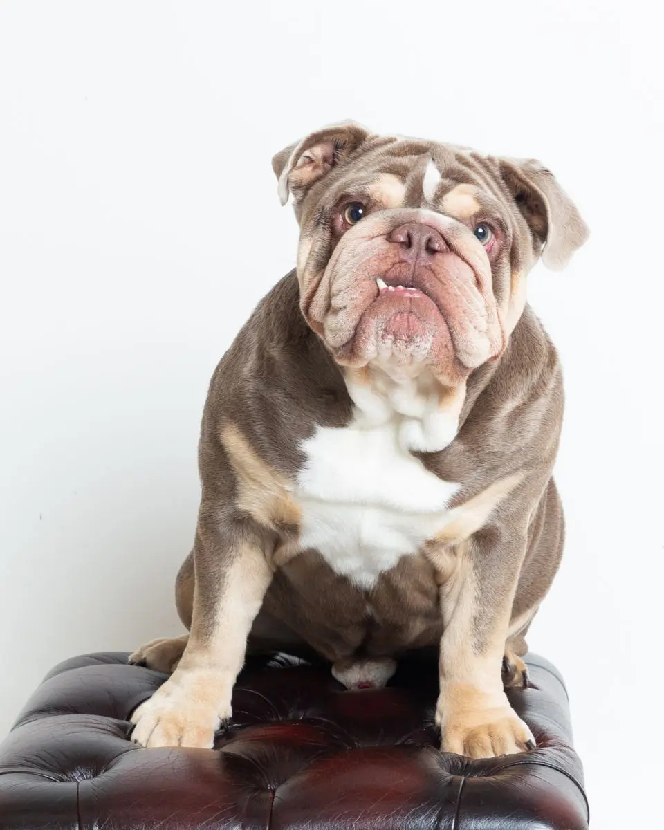 A bulldog sitting in a photographic studio on a footstool