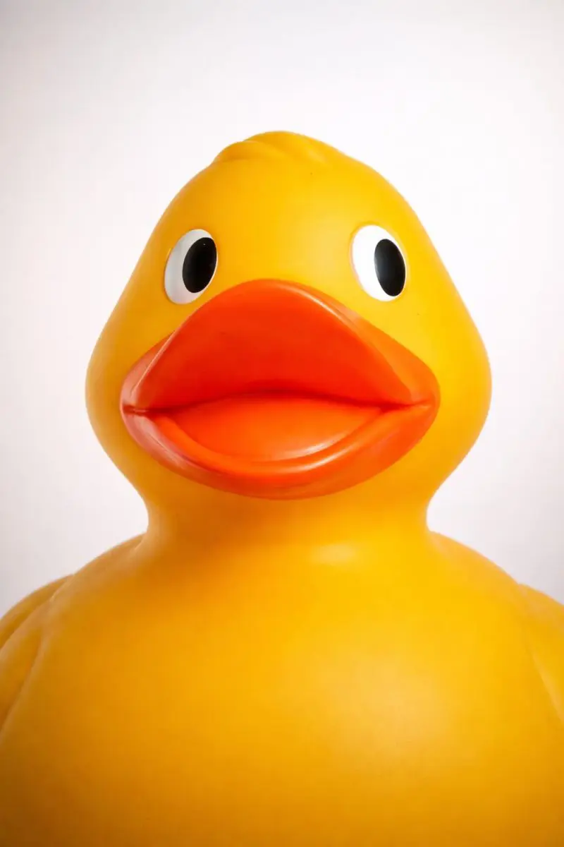 Head shot of a giant rubber duck
