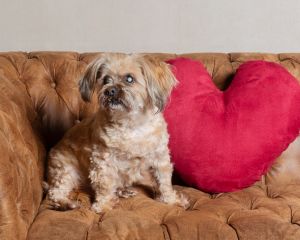 Valentines Day mini shoots West Sussex Dog photographed during Sarah Fisher Photography Valentine’s mini session in West Sussex