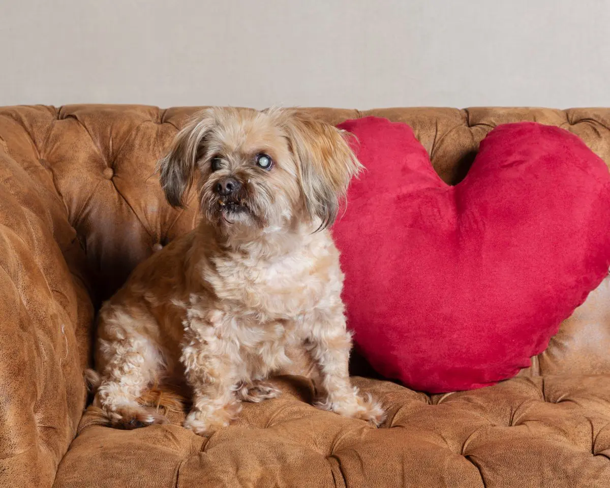 Dog photographed during Sarah Fisher Photography Valentine’s mini session in West Sussex