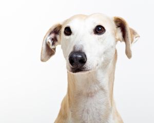a greyhound at a professional photo shoot