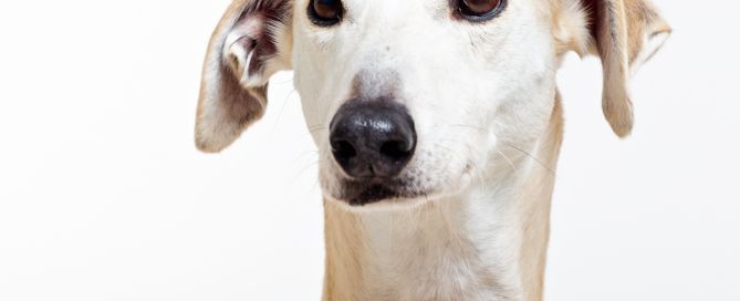 a greyhound at a professional photo shoot