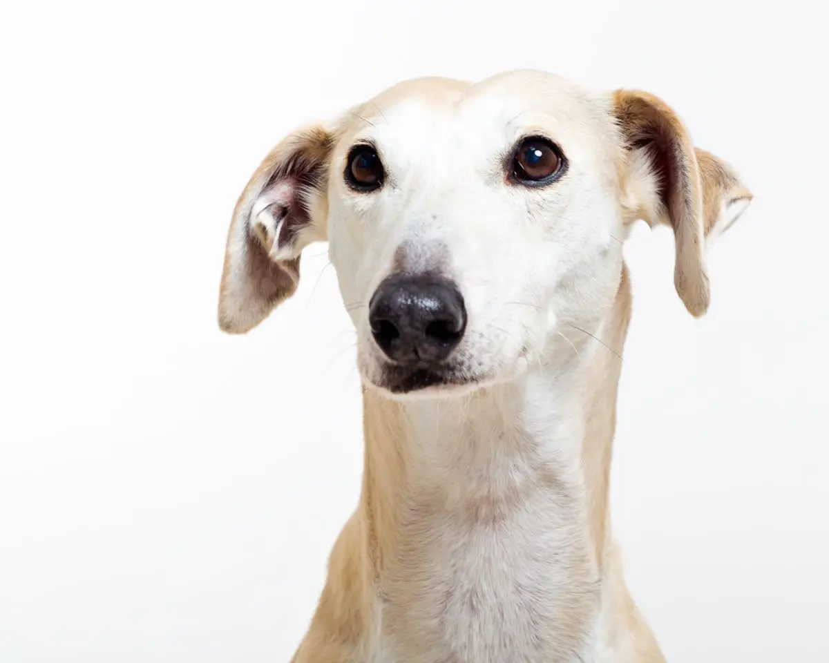 a greyhound at a professional photo shoot