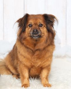 a fluffy brown dog at a professional photo shoot