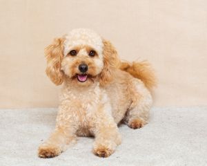 a cockerpoo at a professional photo shoot