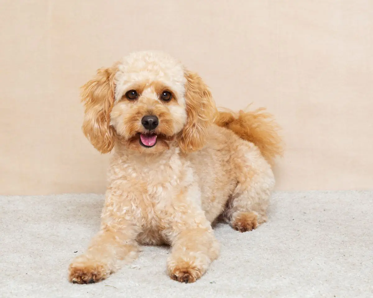 a cockerpoo at a professional photo shoot