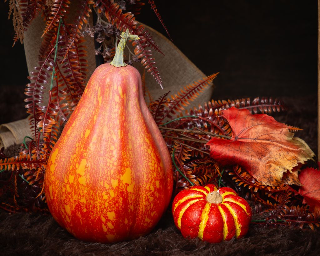 Pumpkin Patch Minis in West Sussex Studio 3