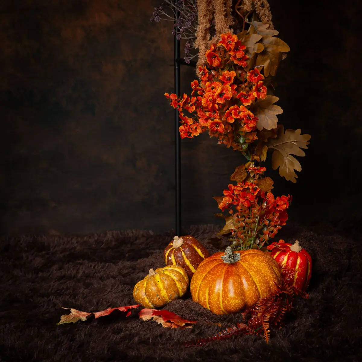 Pumpkin Patch Minis in West Sussex Studio 11