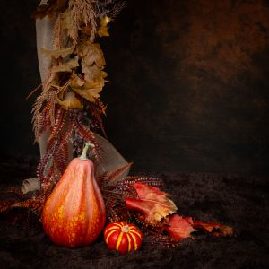 Pumpkin Patch Minis in West Sussex Studio 12