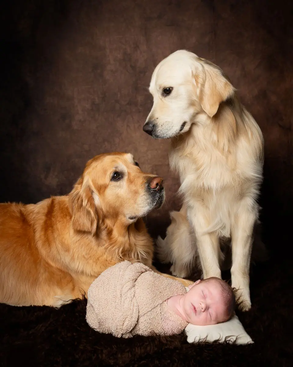 A newborn sleeping in front of two golden retrievers