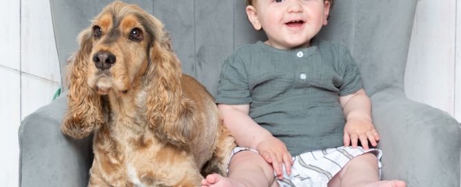 a one year old and a cocker spaniel at a photo shoot on a grey chair