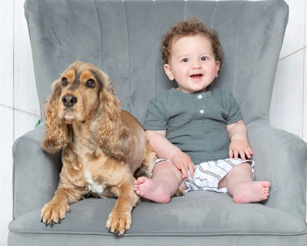 a one year old and a cocker spaniel at a photo shoot on a grey chair