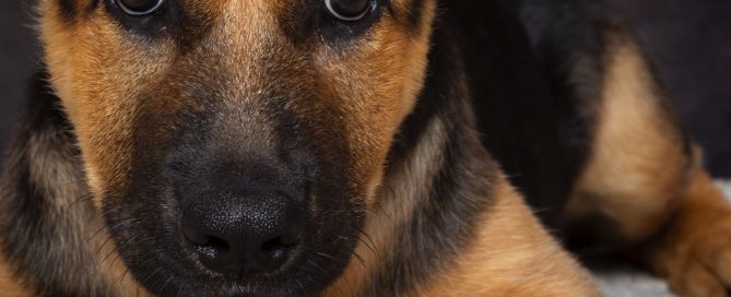 a german shepherd dog in close up