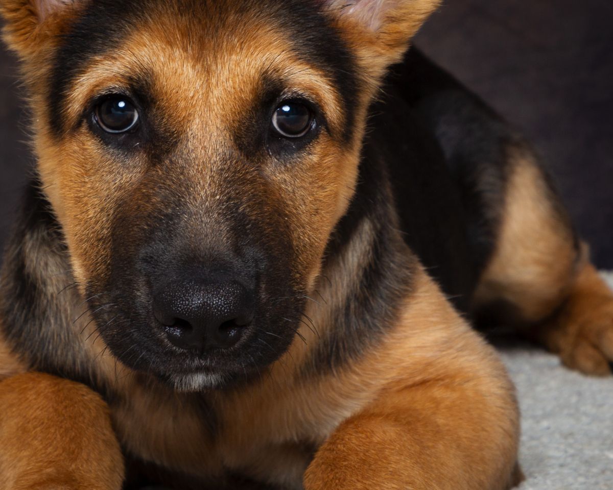 a german shepherd dog in close up