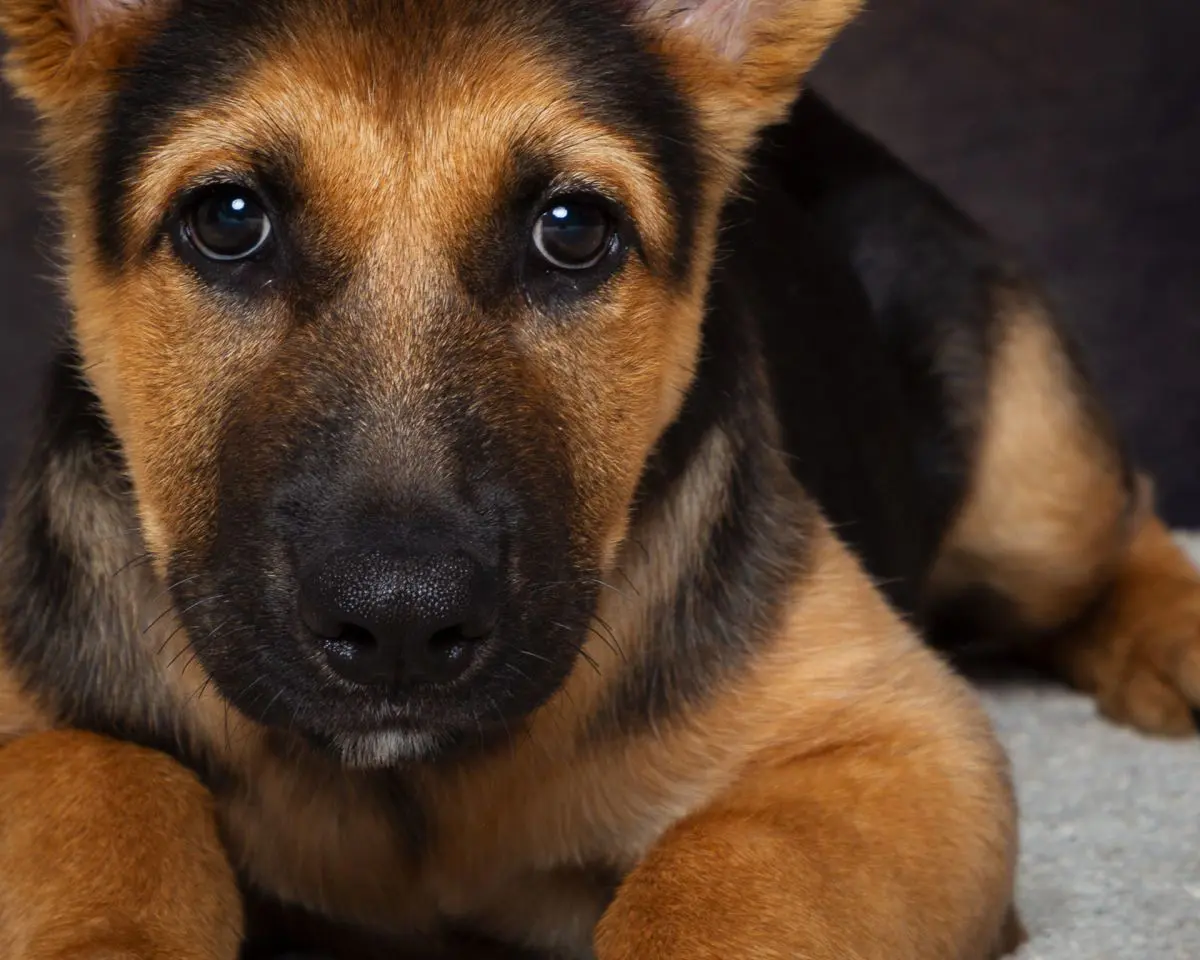a german shepherd dog in close up