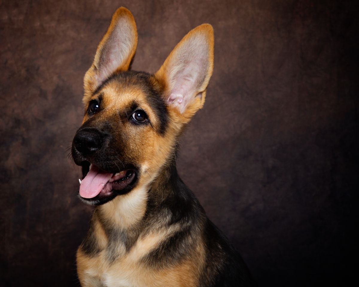 a german shepherd dog in a photo studio with excellent ears