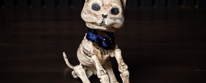 Nocturna the Fortune Telling Cat from the Carnevil Halloween Shoots