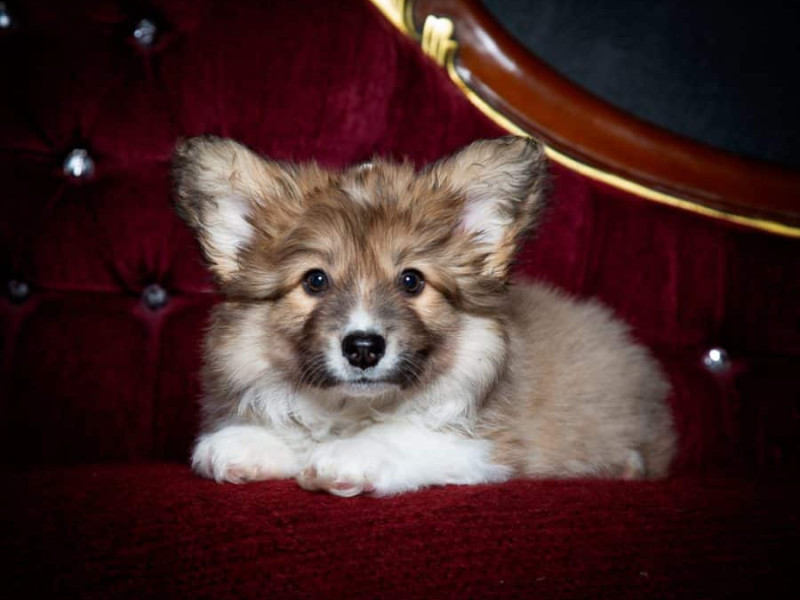 Dog Photography West Sussex Studio