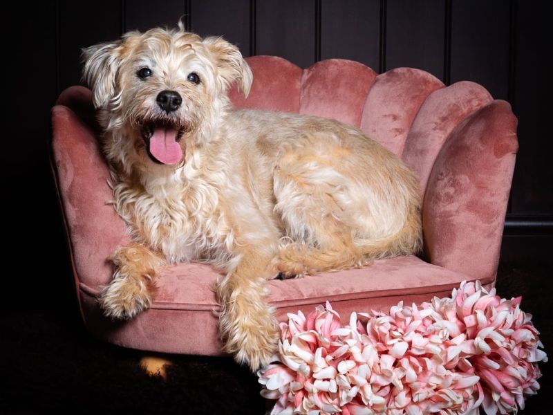 Dog Photography in West Sussex