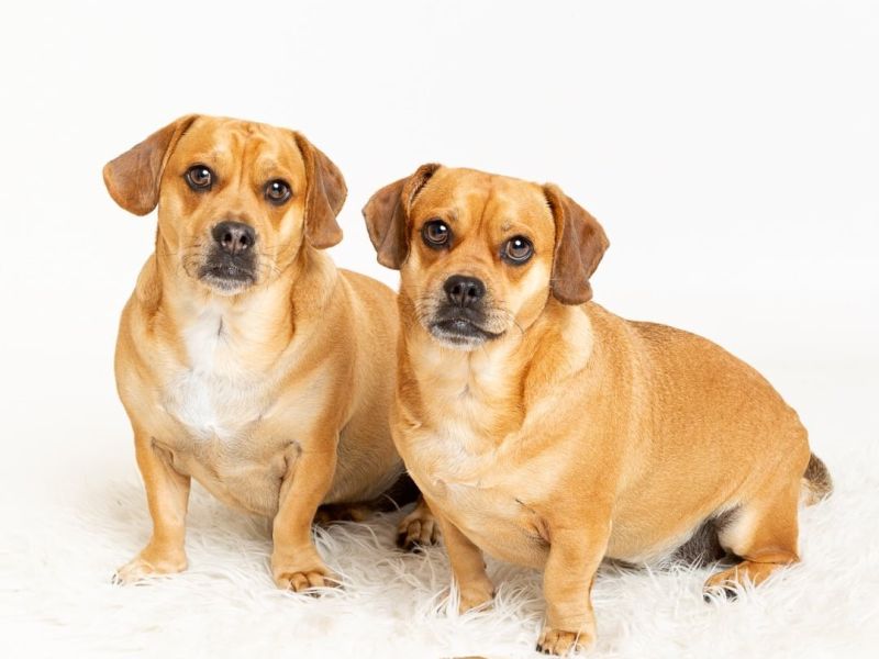 Dog Photography West Sussex Studio