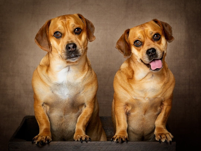 Dog Photography West Sussex Studio